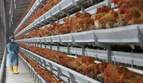 are factory farms bad